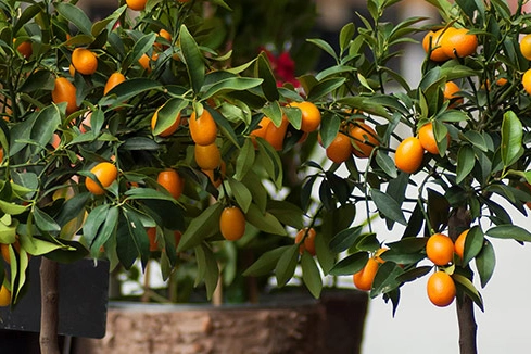 Drei kleine Orangenbäume